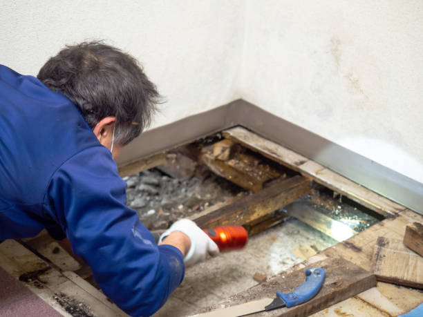 Best Crawl Space Mold Removal  in Serenada, TX