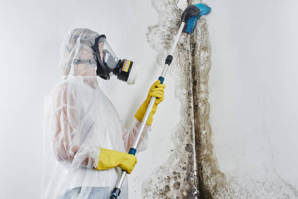 Best Toxic Mold Removal  in Serenada, TX