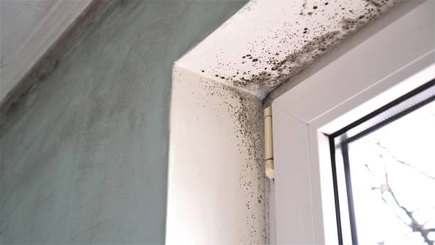Best Mold Damage Repair  in Serenada, TX