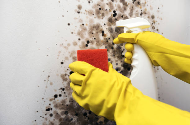 Best Mold Damage Repair  in Serenada, TX