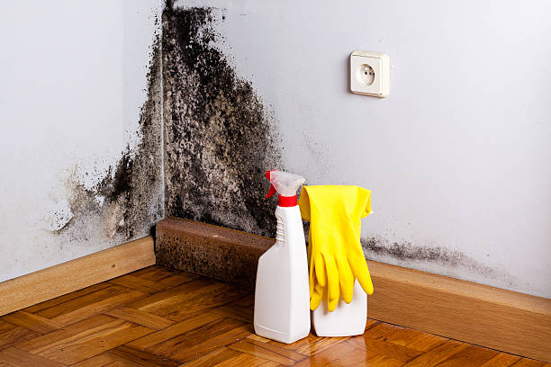 Best Mold Testing  in Serenada, TX